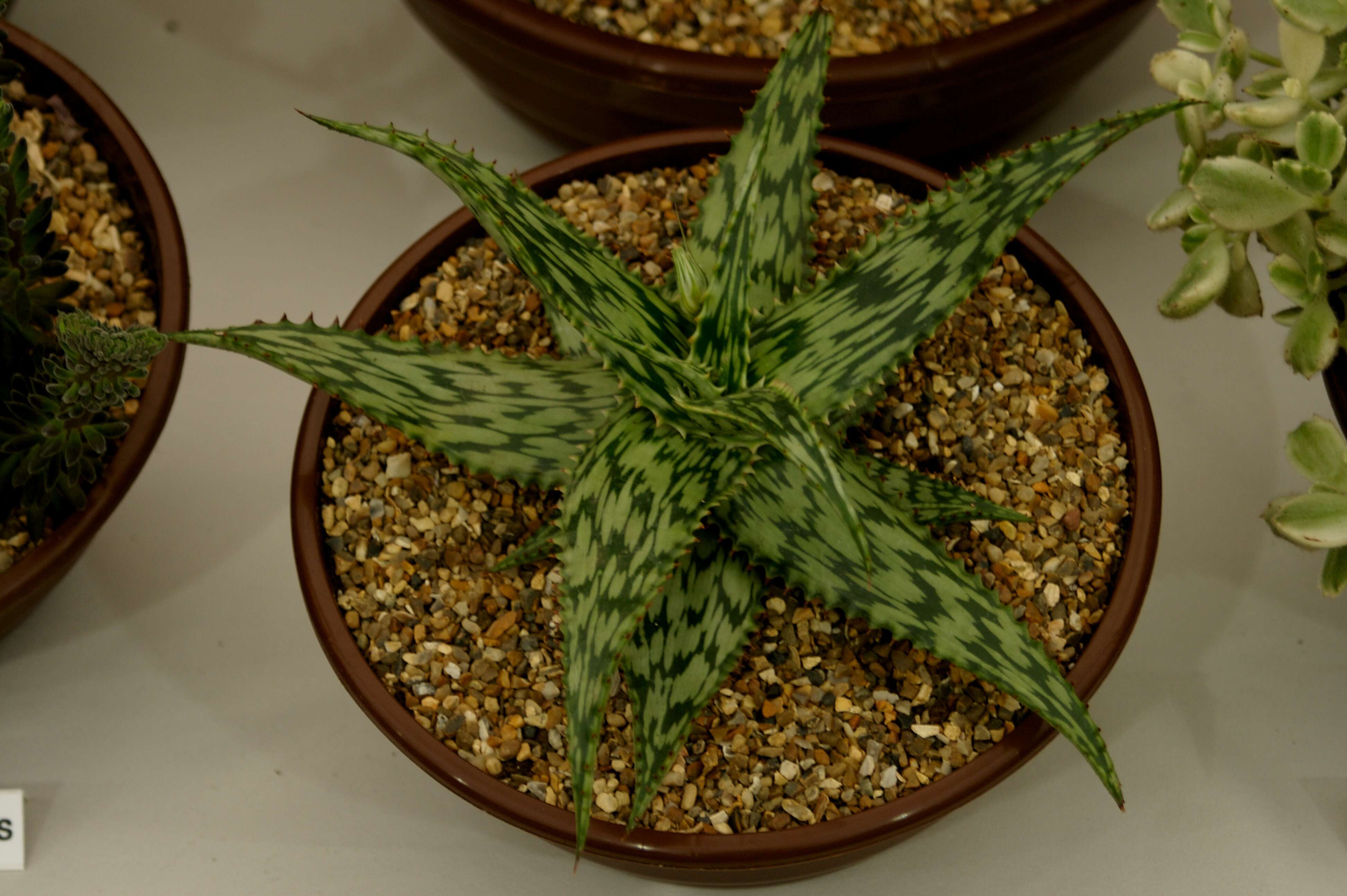 Aloe somaliensis C. H. Wright ex W. Watson resmi