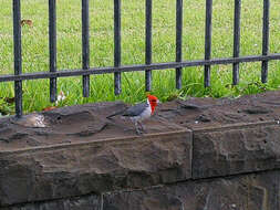 Image of Red-crested Cardinal