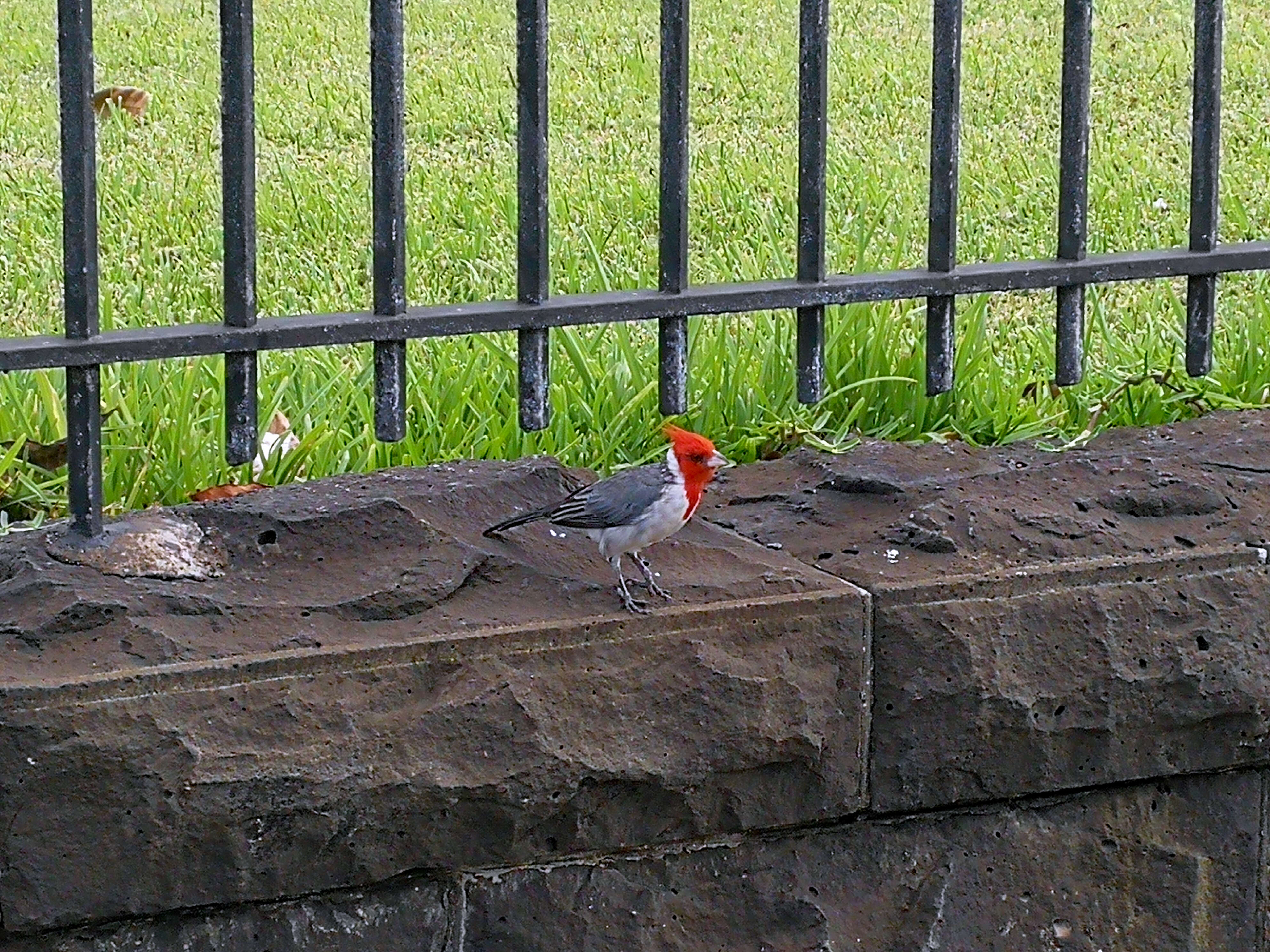 Image of Red-crested Cardinal