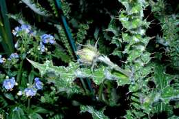 Image of Berkheya purpurea (DC.) Benth. & Hook. fil. ex Mast.