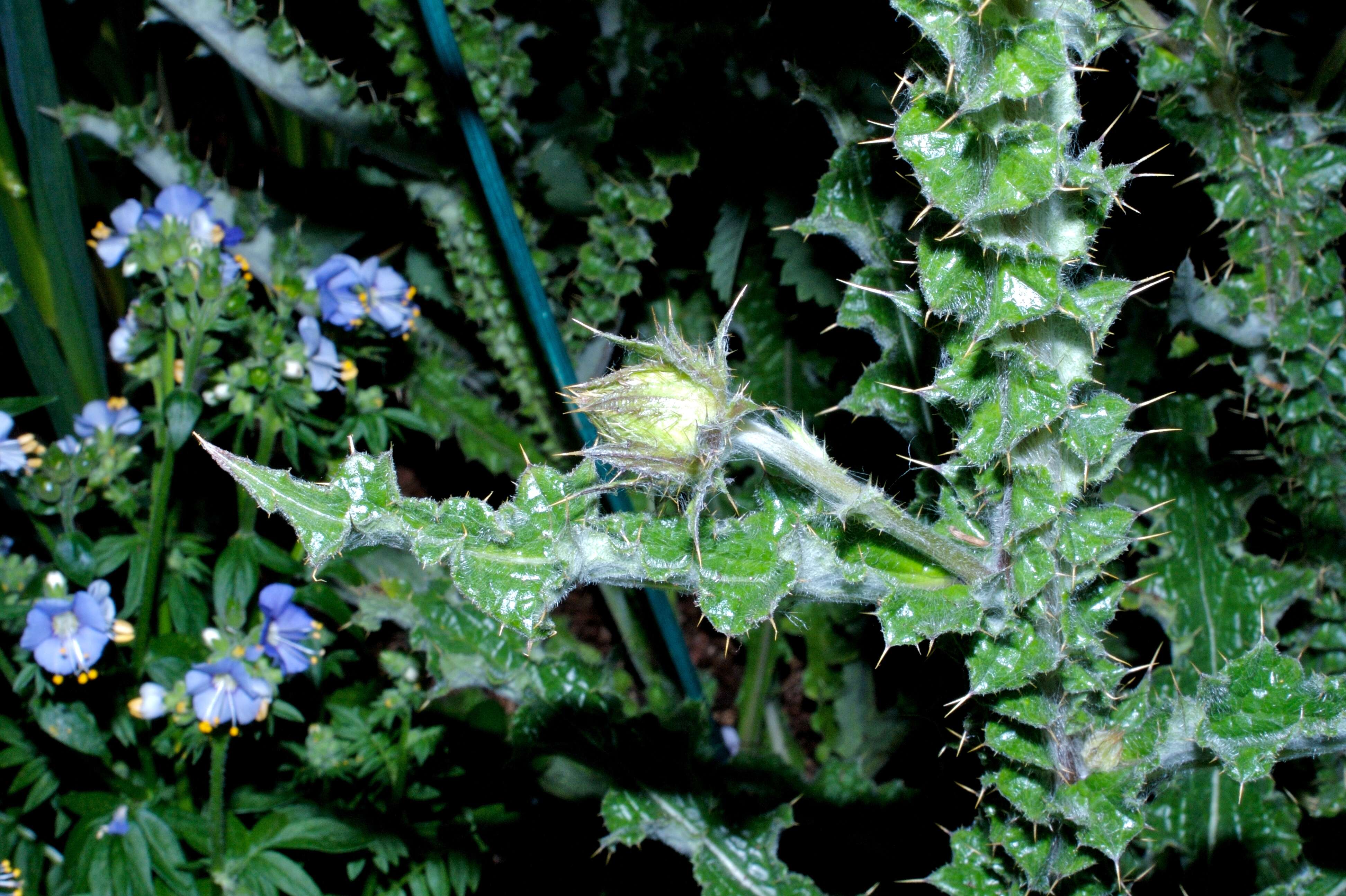 Image of Berkheya purpurea (DC.) Benth. & Hook. fil. ex Mast.