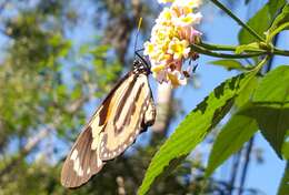 Image of Tiger Mimic-Queen