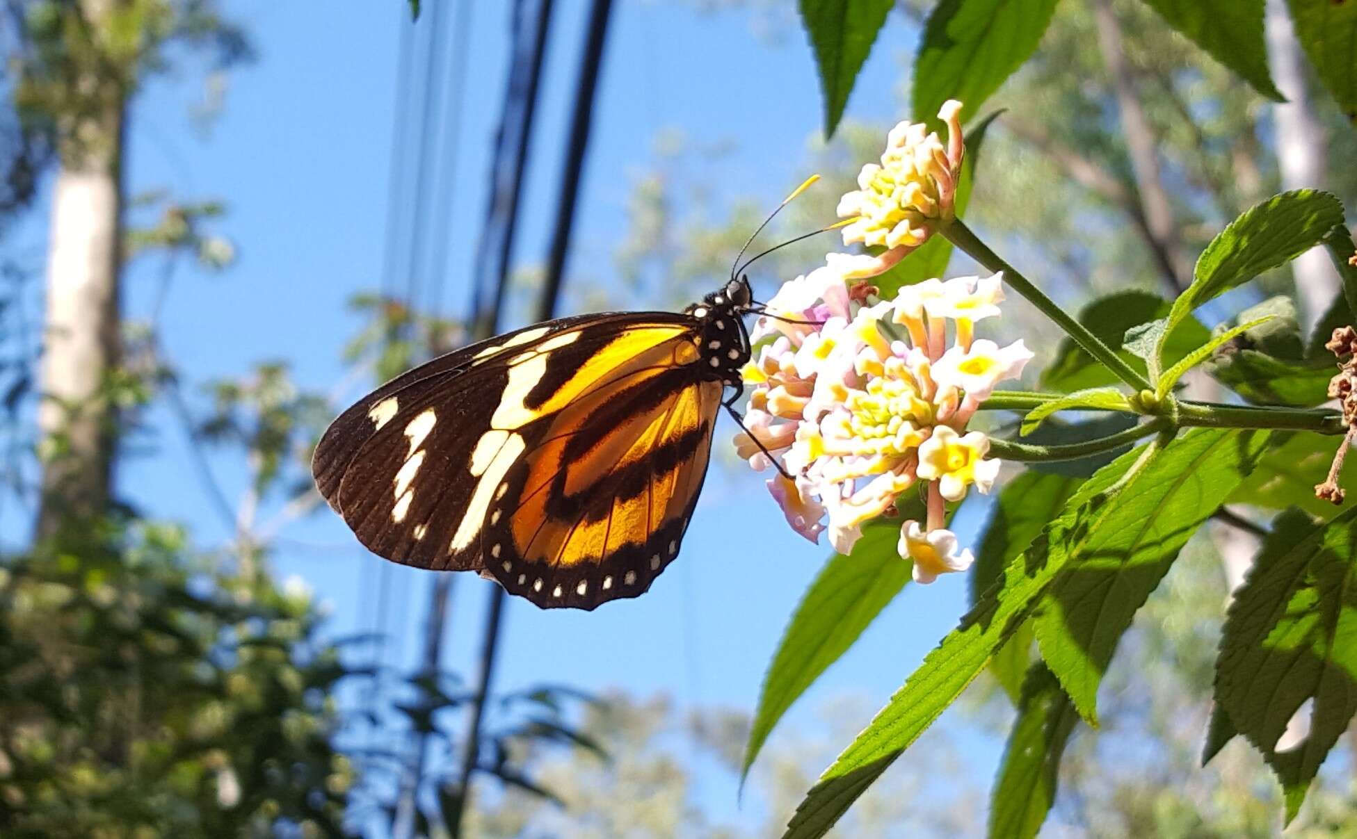 Image of Tiger Mimic-Queen