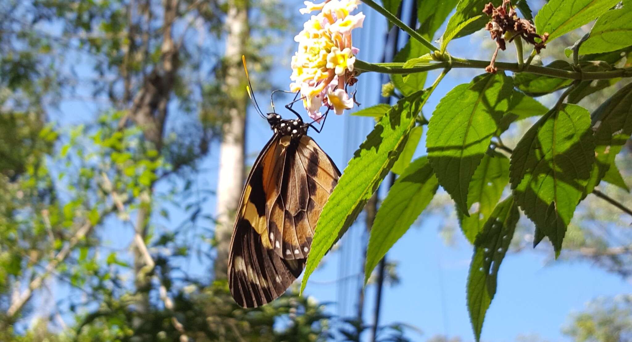 Image of Tiger Mimic-Queen