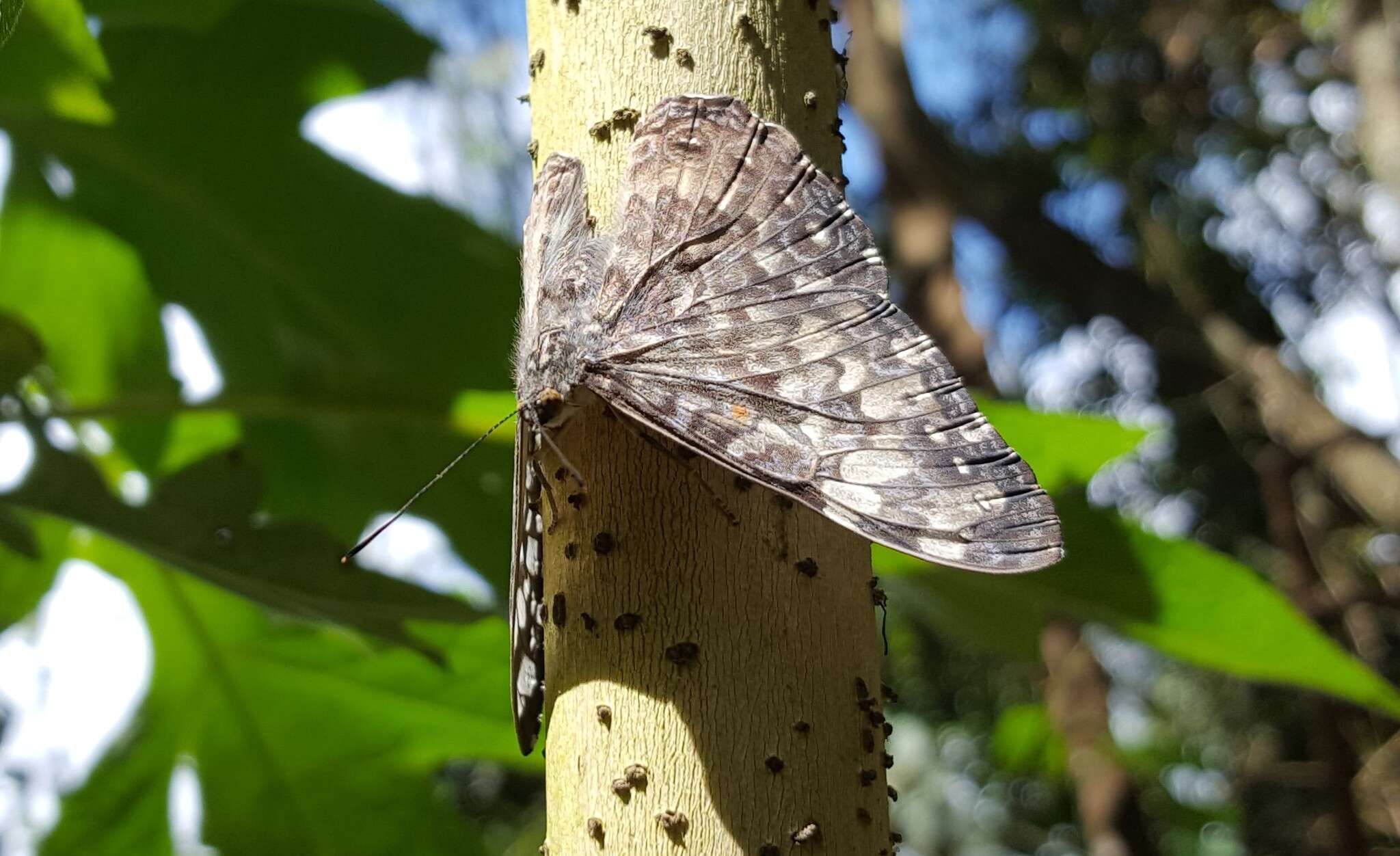 Image of Epinome Cracker