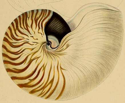 Nautilus stenomphalus G. B. Sowerby II 1849 resmi