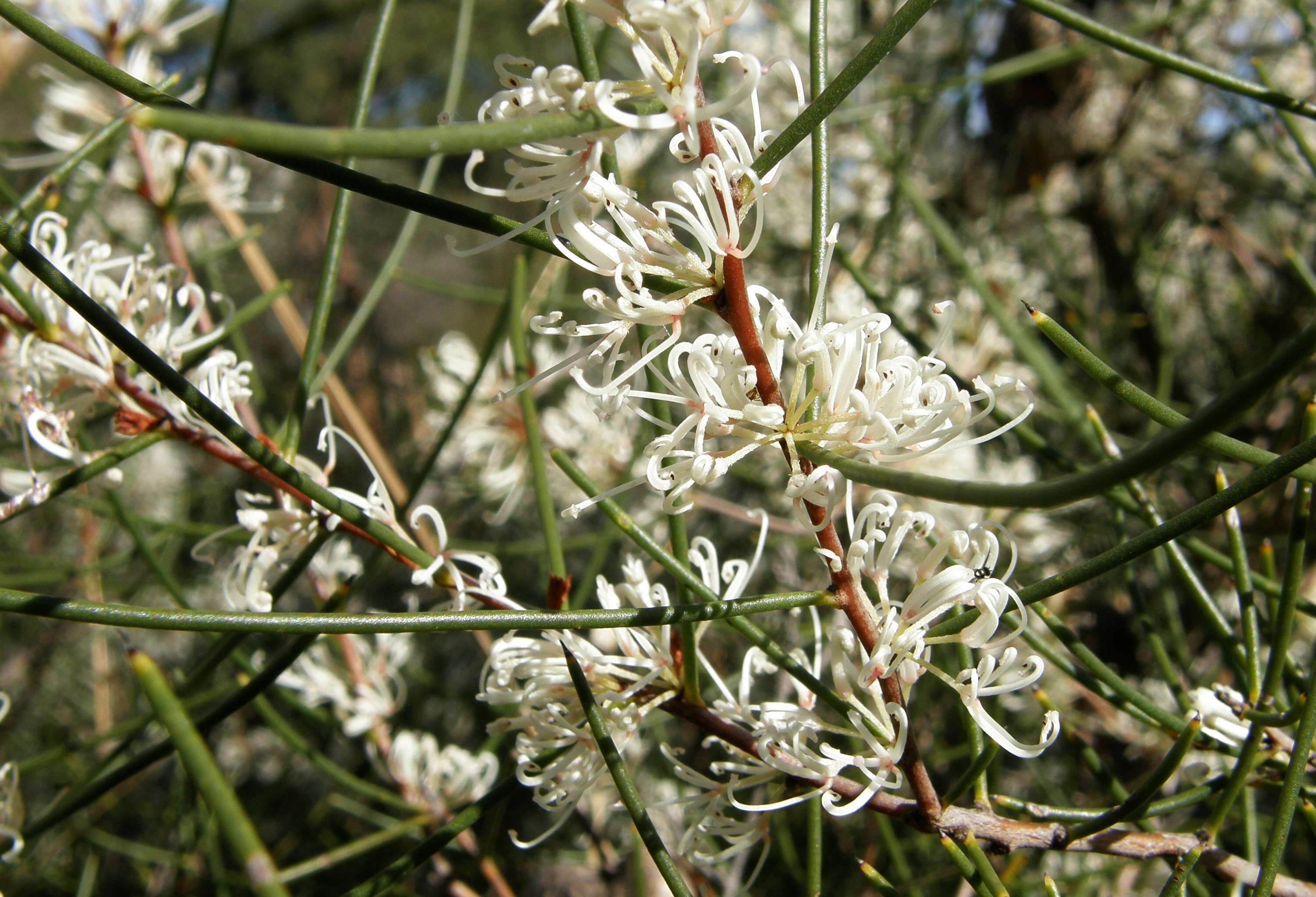 Image of pincushion tree