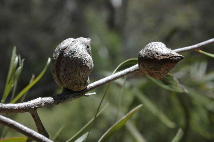 Image of Hakea eriantha R. Br.