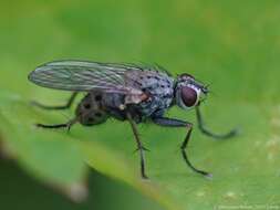 Image of Tiger Fly