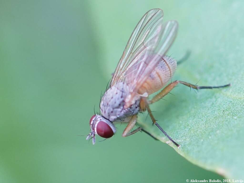 Sivun Coenosia testacea (Robineau-Desvoidy 1830) kuva