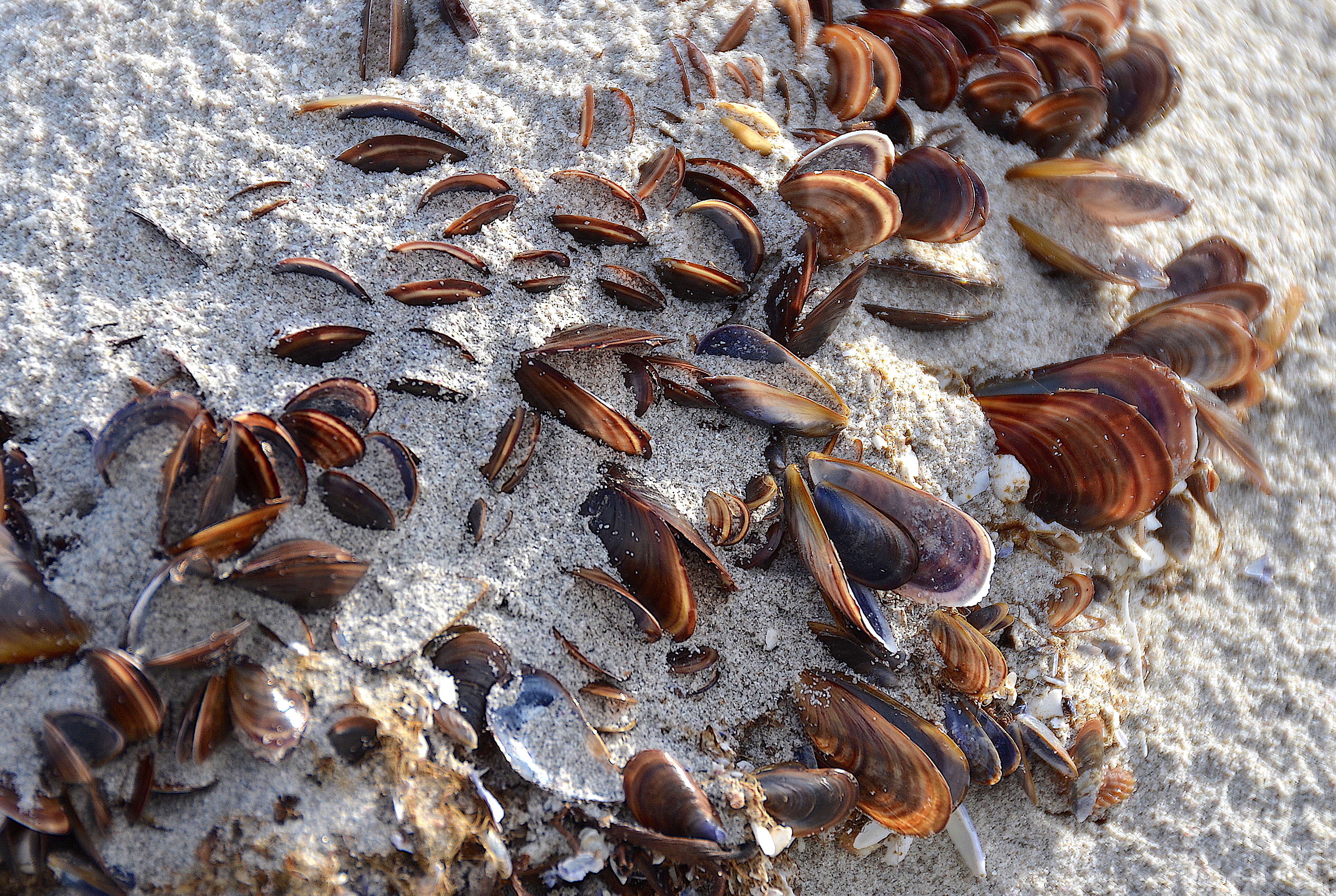 Image of Mexilhao mussel