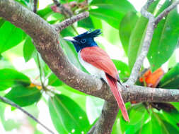 Image of Asian Paradise-Flycatcher