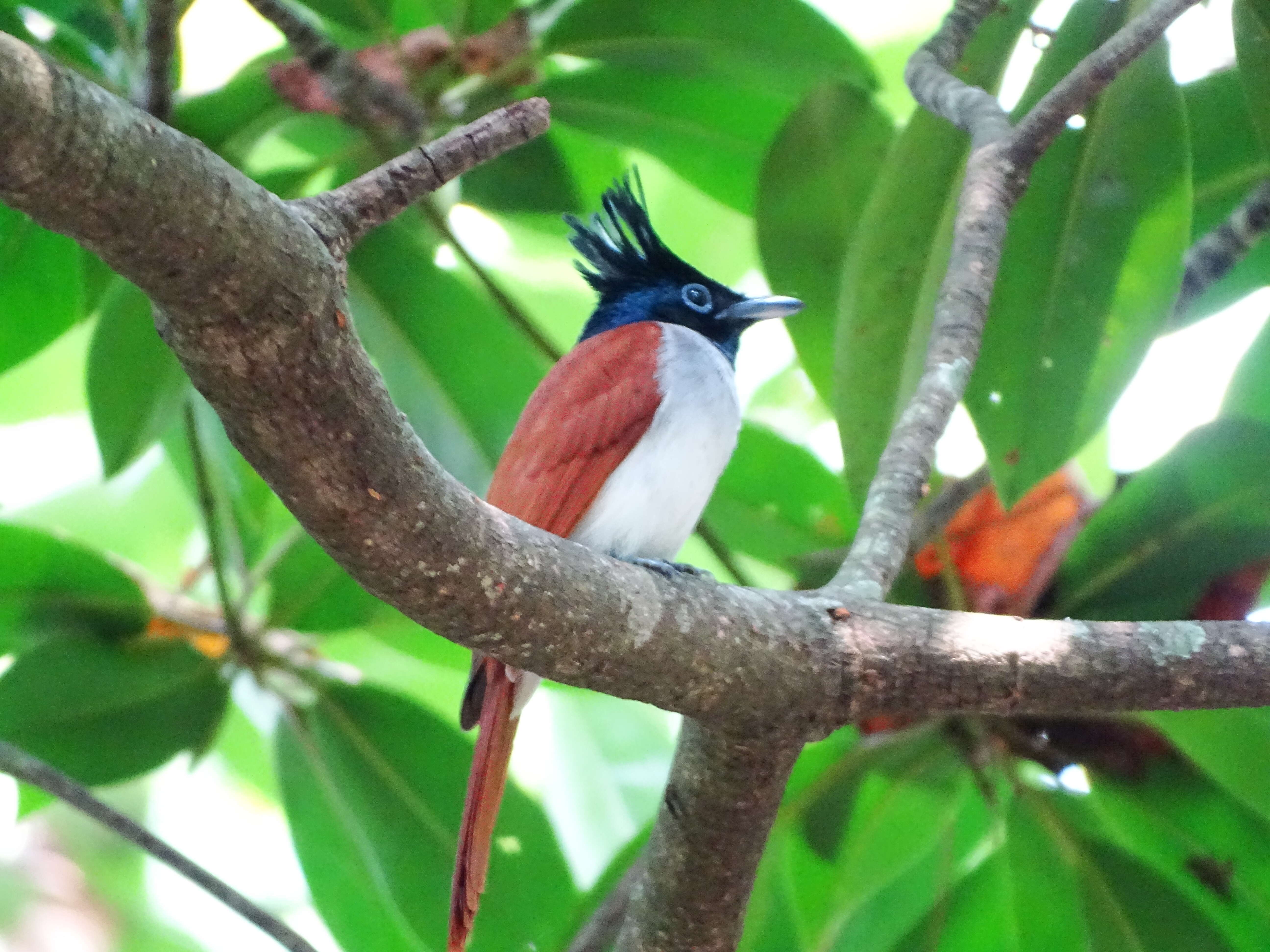 Image of Asian Paradise-Flycatcher