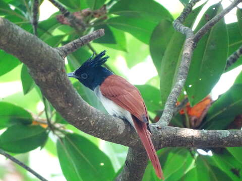 Image of Asian Paradise-Flycatcher