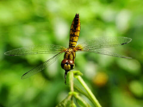 Image of Aethriamanta brevipennis (Rambur 1842)