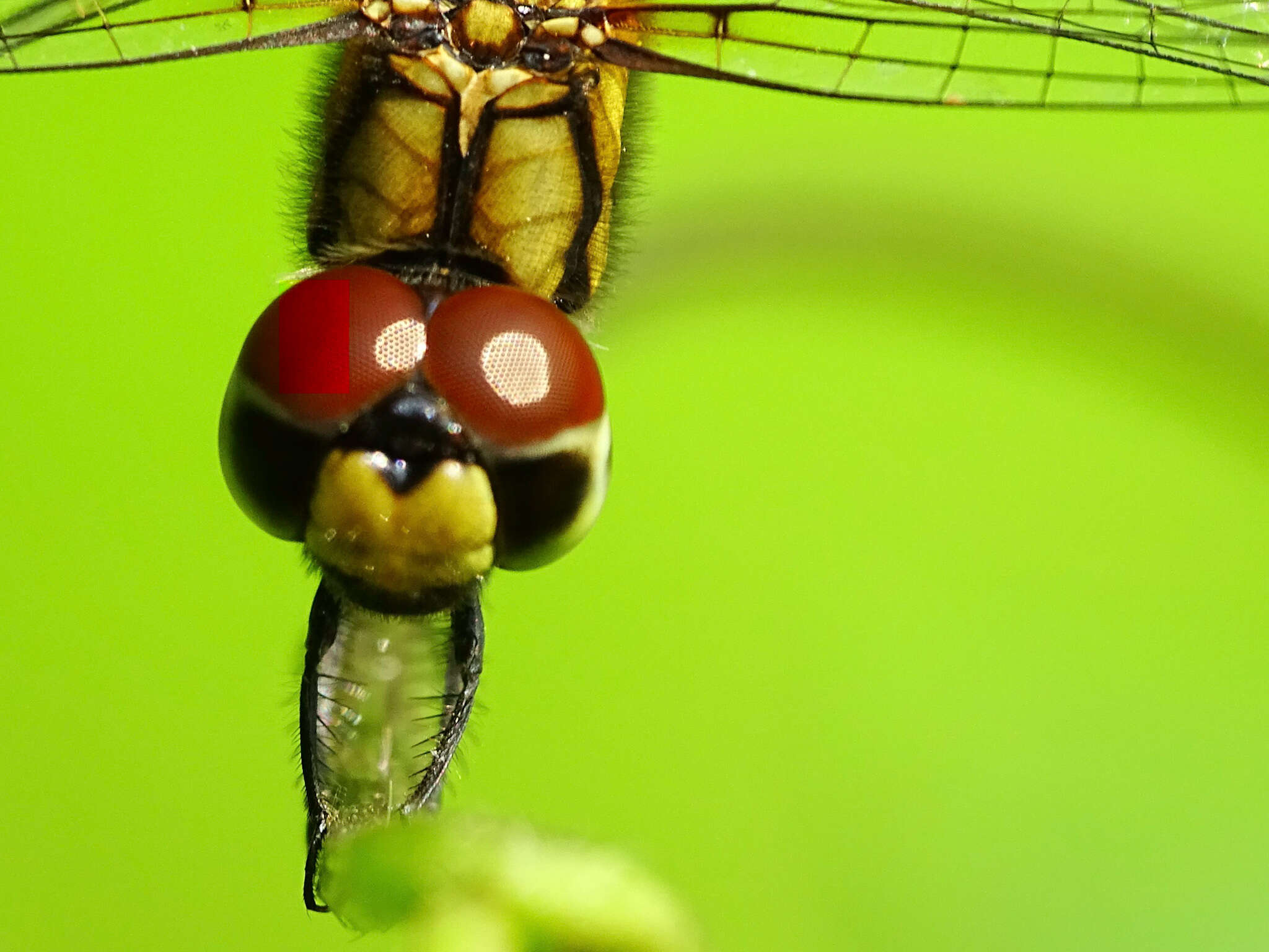 Image of Aethriamanta brevipennis (Rambur 1842)