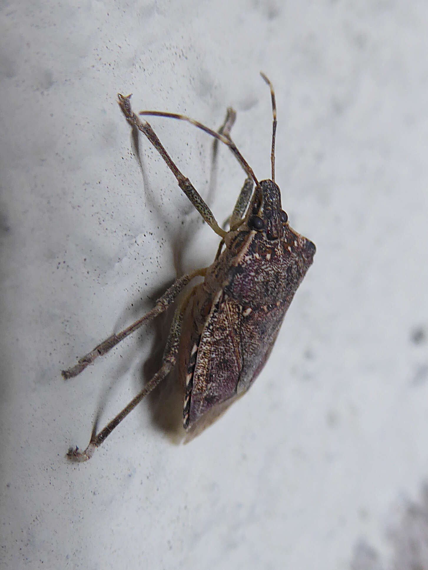 Image of Brown marmorated stink bug