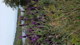 Image of French lavender