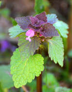 Image of purple archangel