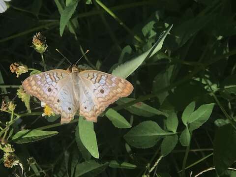 Image of White Peacock