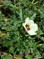 Image of flower of an hour