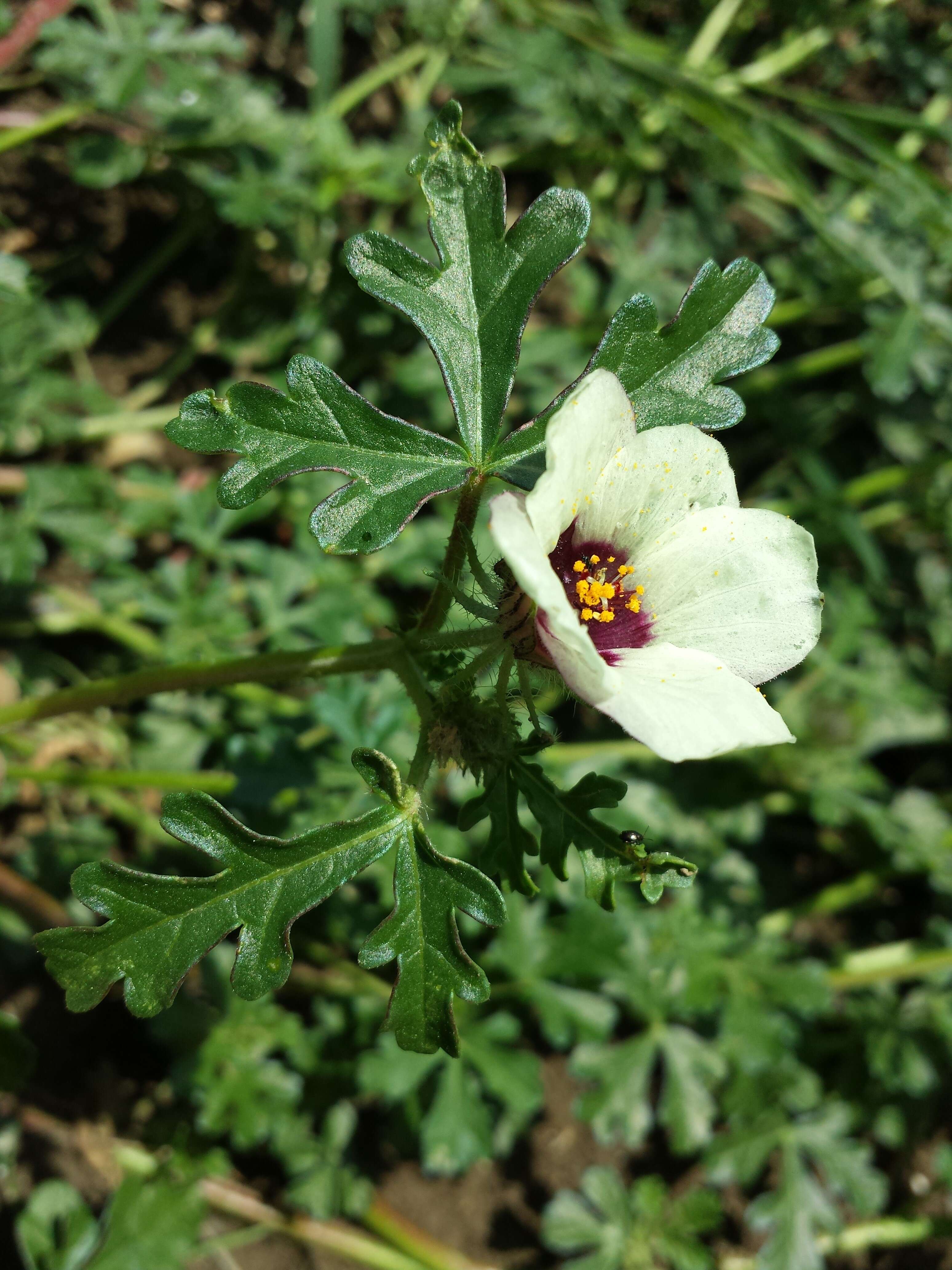 Image of flower of an hour