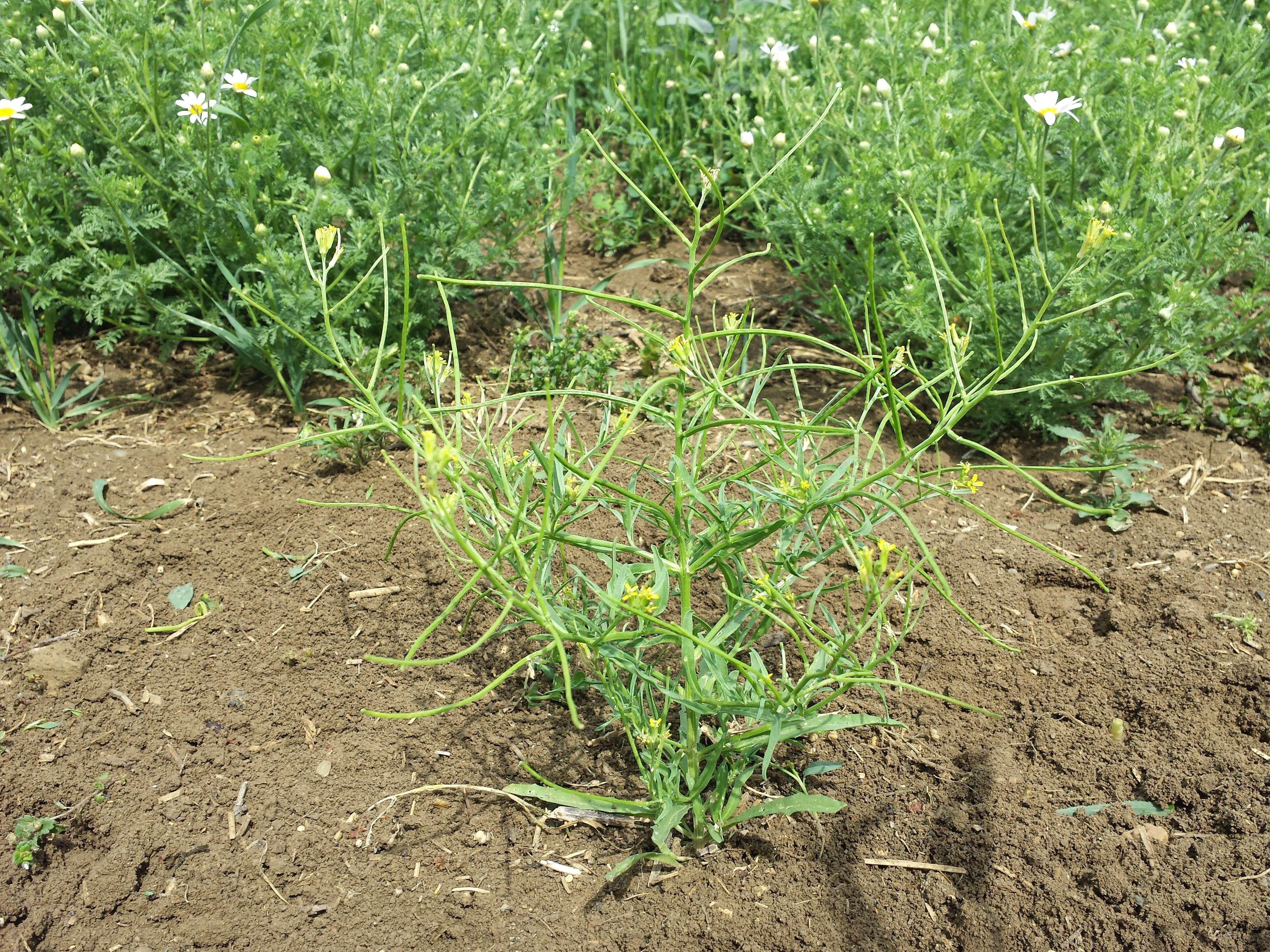 Plancia ëd Erysimum repandum L.