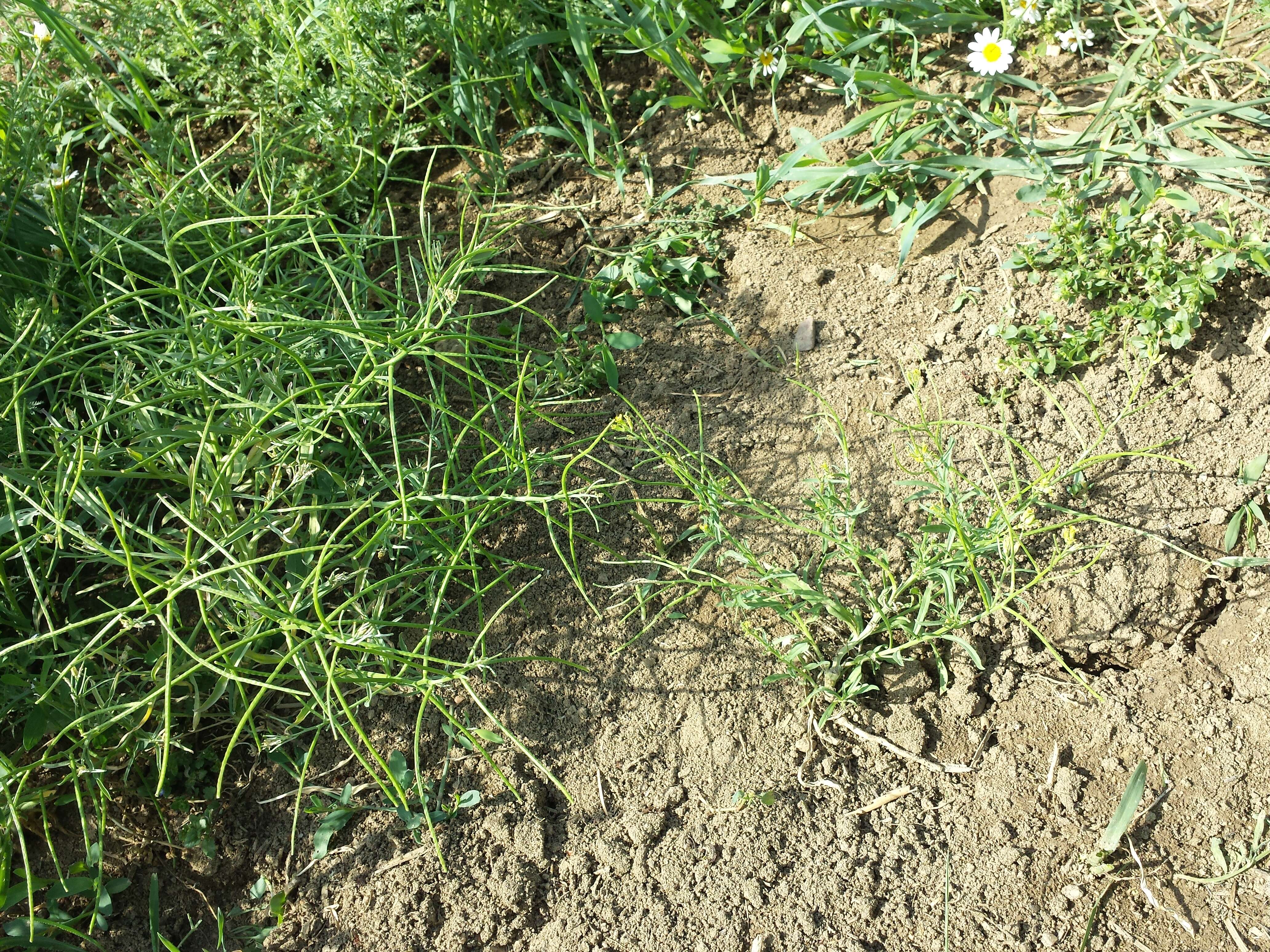 Image of bushy wallflower