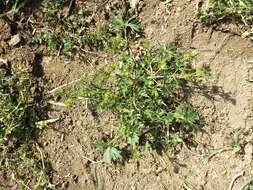 Image of cut-leaved cranesbill