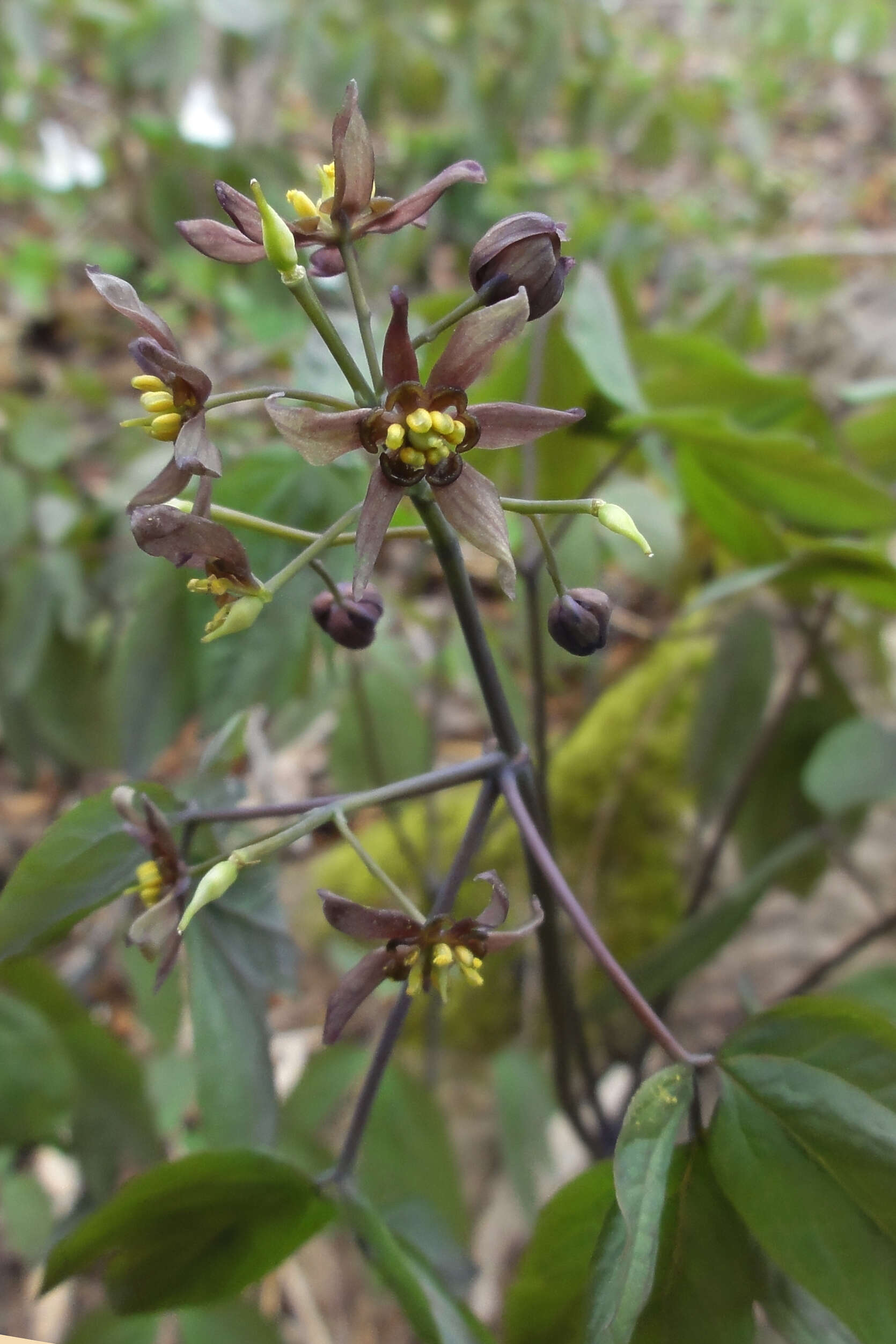 Image of giant blue cohosh