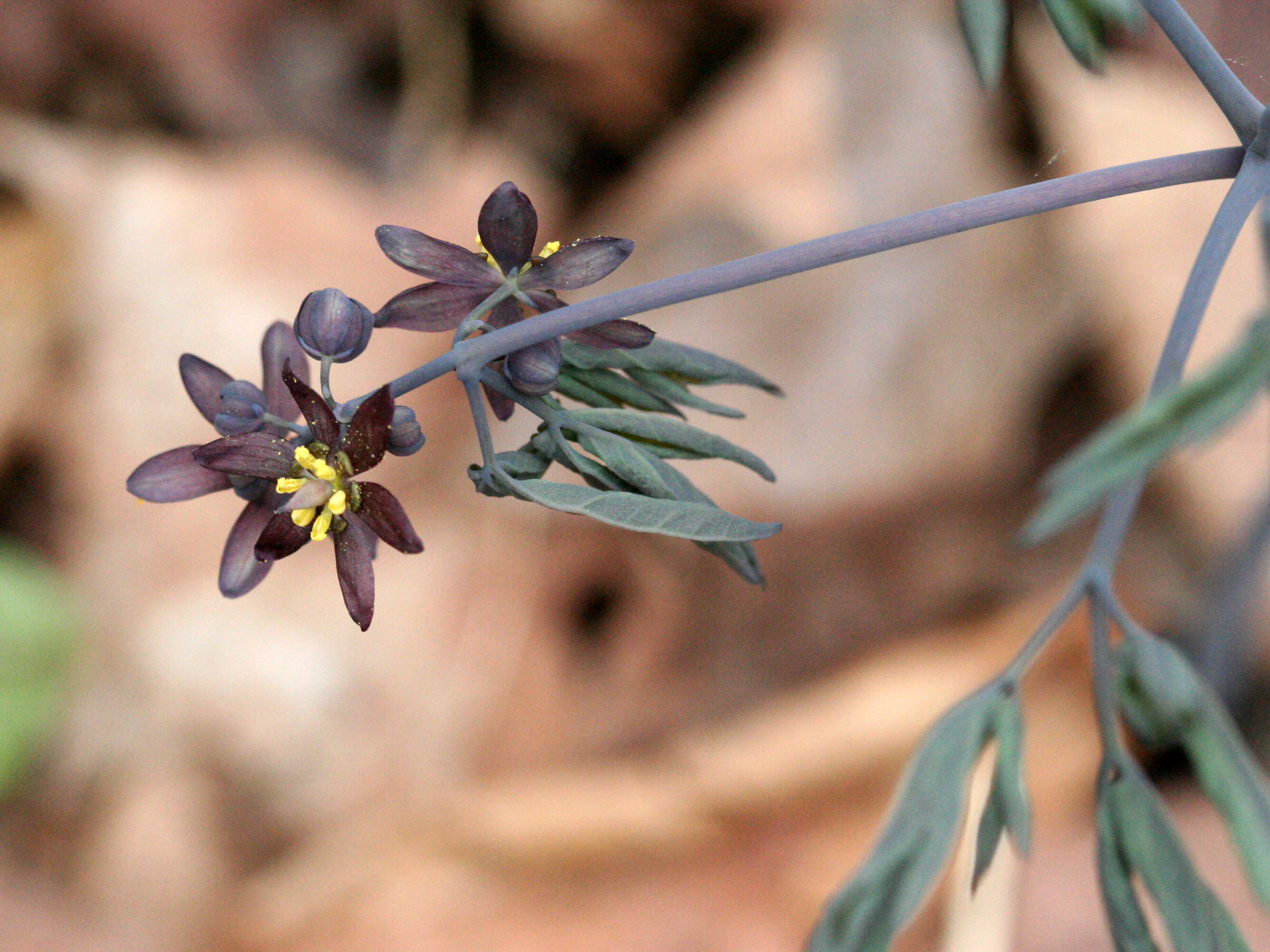 Image of giant blue cohosh