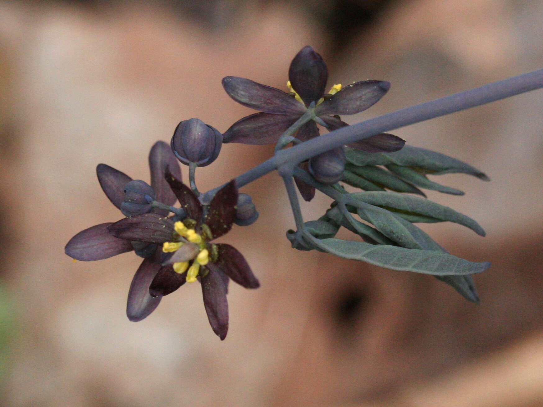 Image of giant blue cohosh