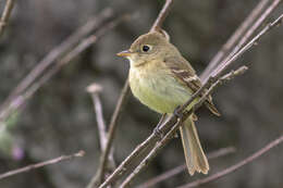 Image of Pacific-slope Flycatcher