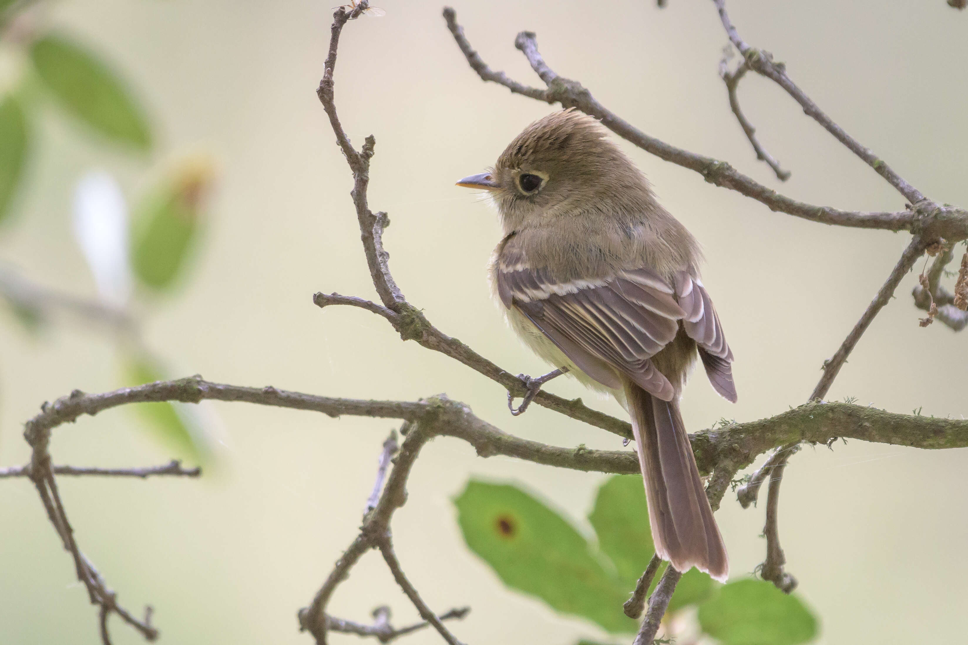 Image of Pacific-slope Flycatcher