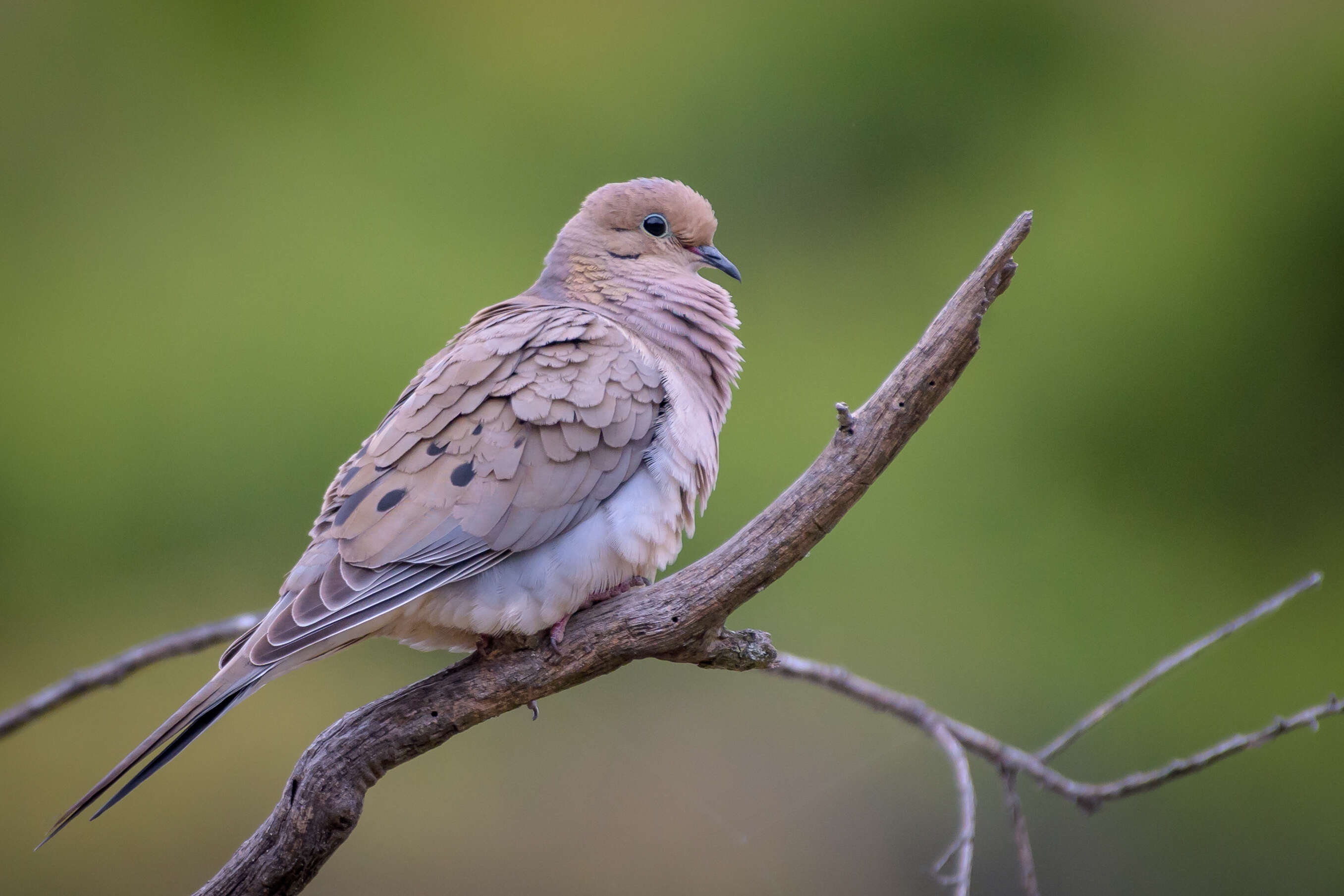 Image of American Mourning Dove