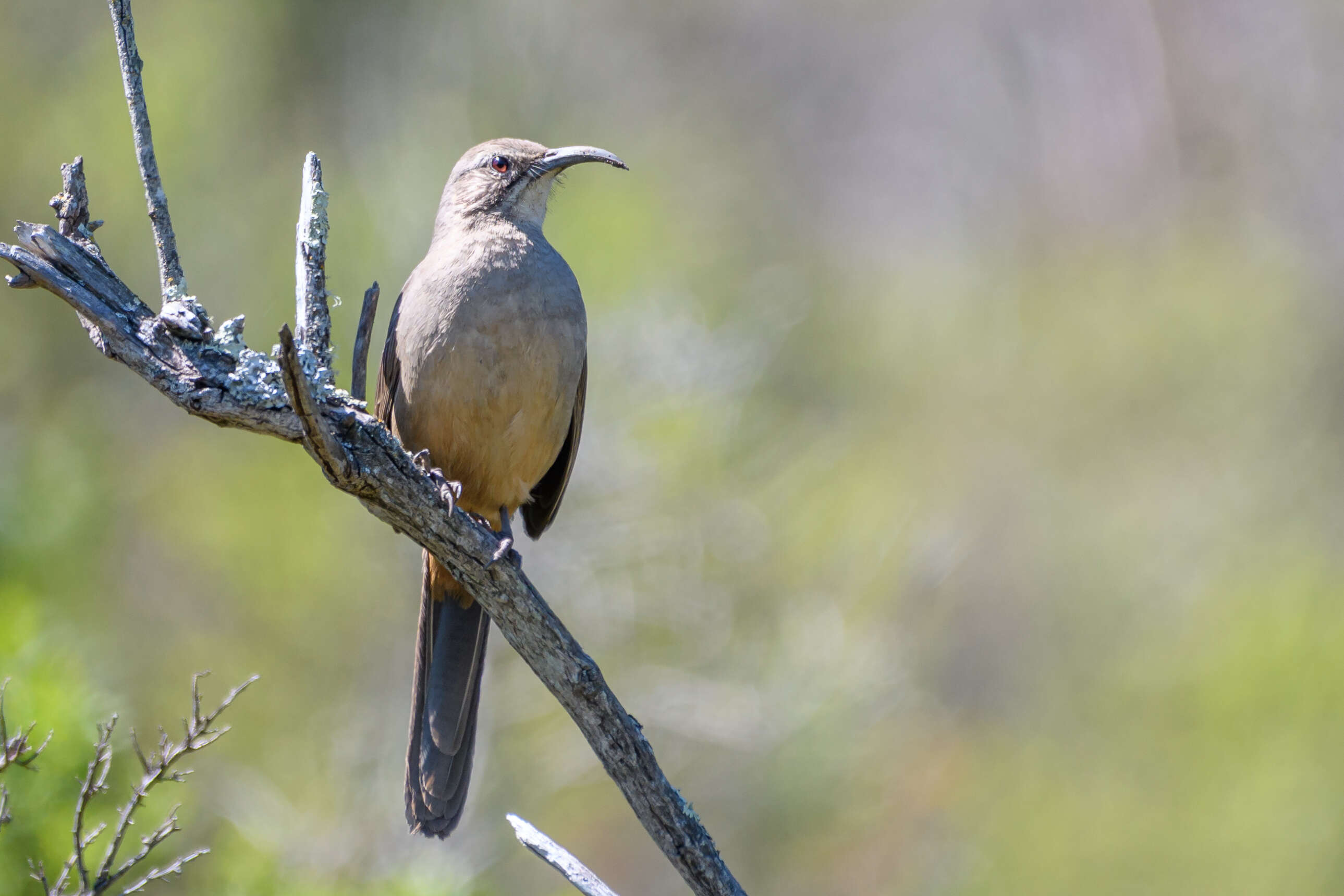 صورة Toxostoma redivivum (Gambel 1845)