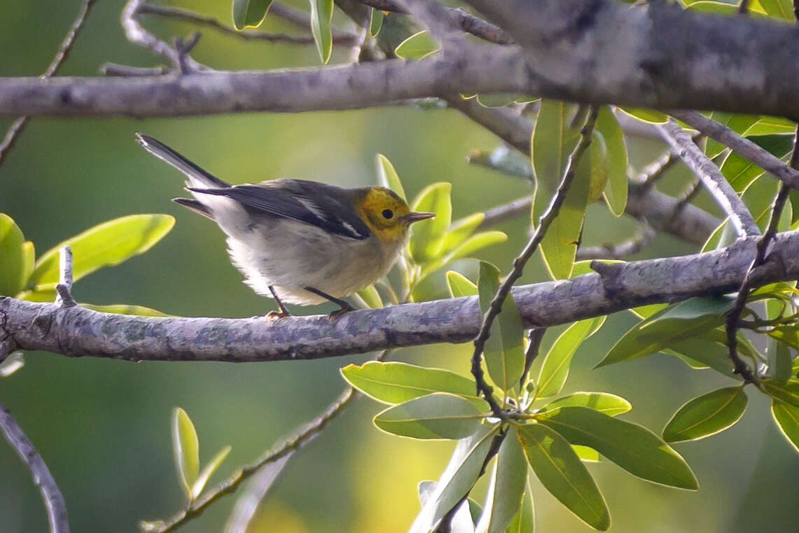 Image of Hermit Warbler