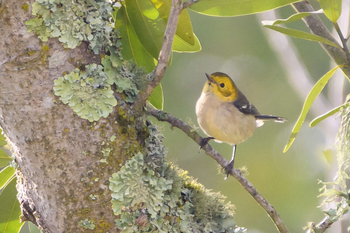 Image of Hermit Warbler