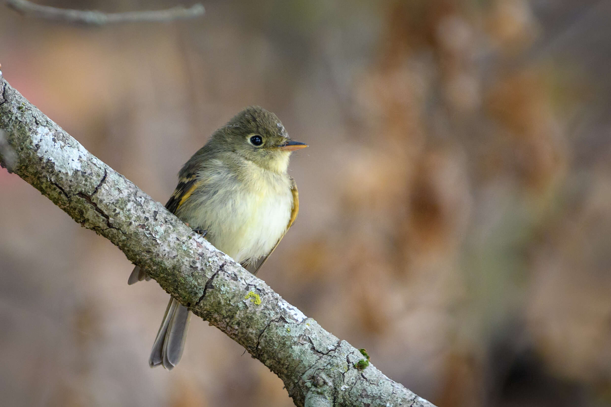 Image of Pacific-slope Flycatcher