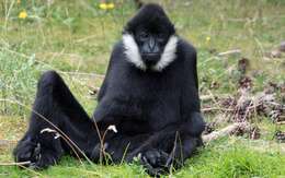 Image of Northern White-cheeked Gibbon