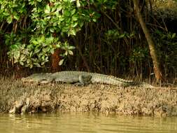 Image of Broad-snouted Crocodile