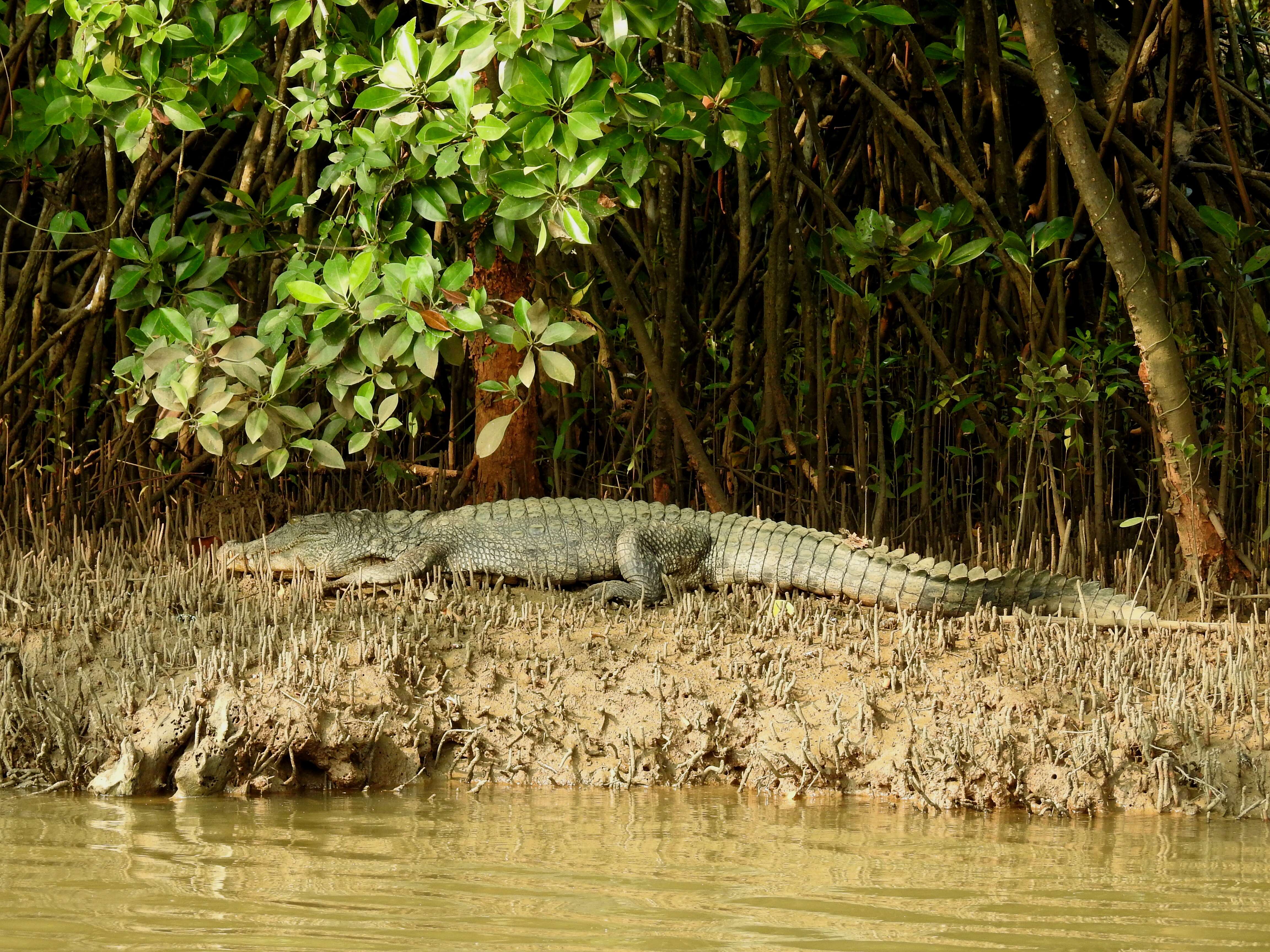 Image of Broad-snouted Crocodile