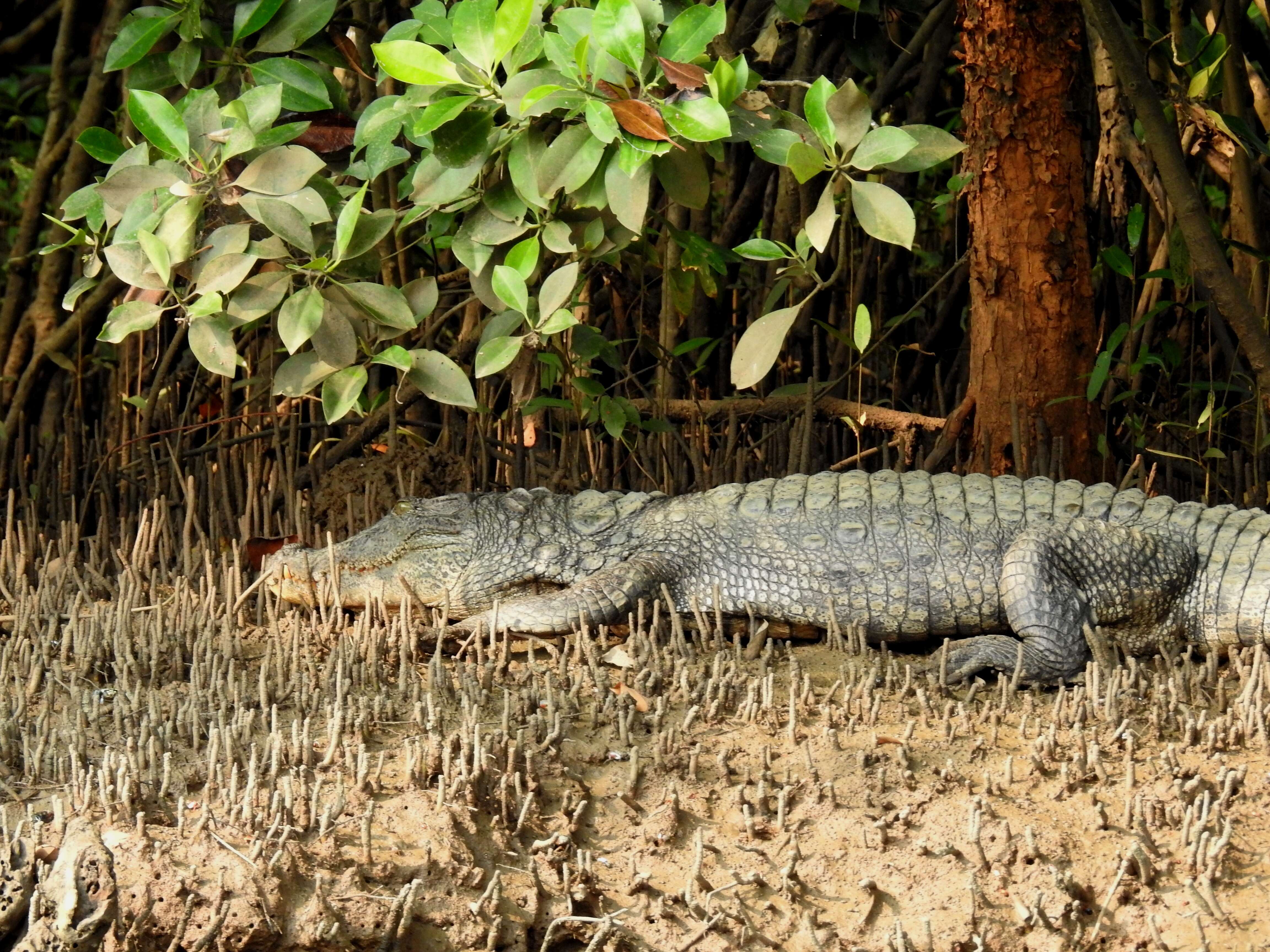 Image of Broad-snouted Crocodile