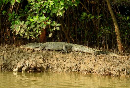 Image of Broad-snouted Crocodile