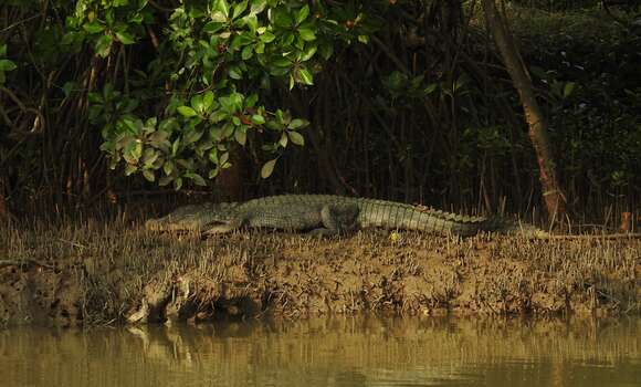 Image of Broad-snouted Crocodile