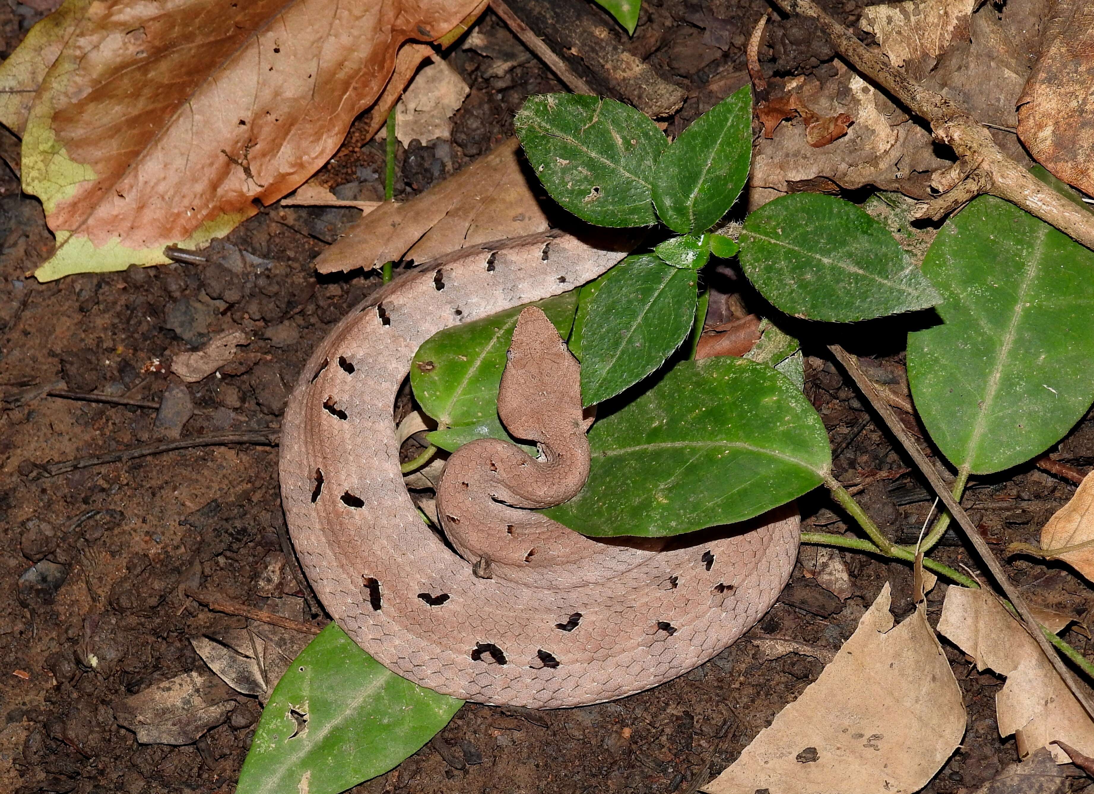 Image of Hump-nosed pit viper