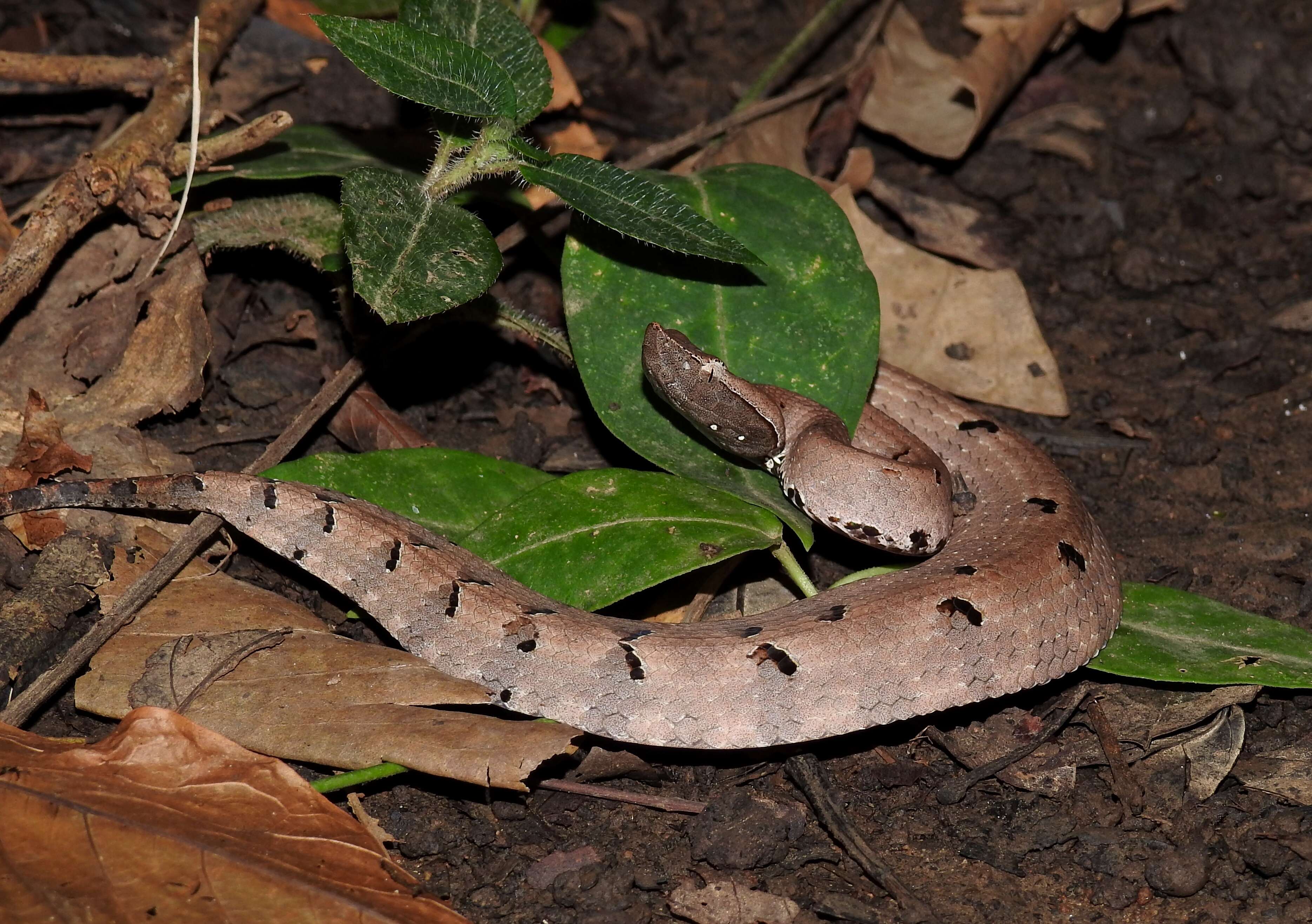 Image of Hump-nosed pit viper