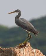 Image of Western Reef Heron