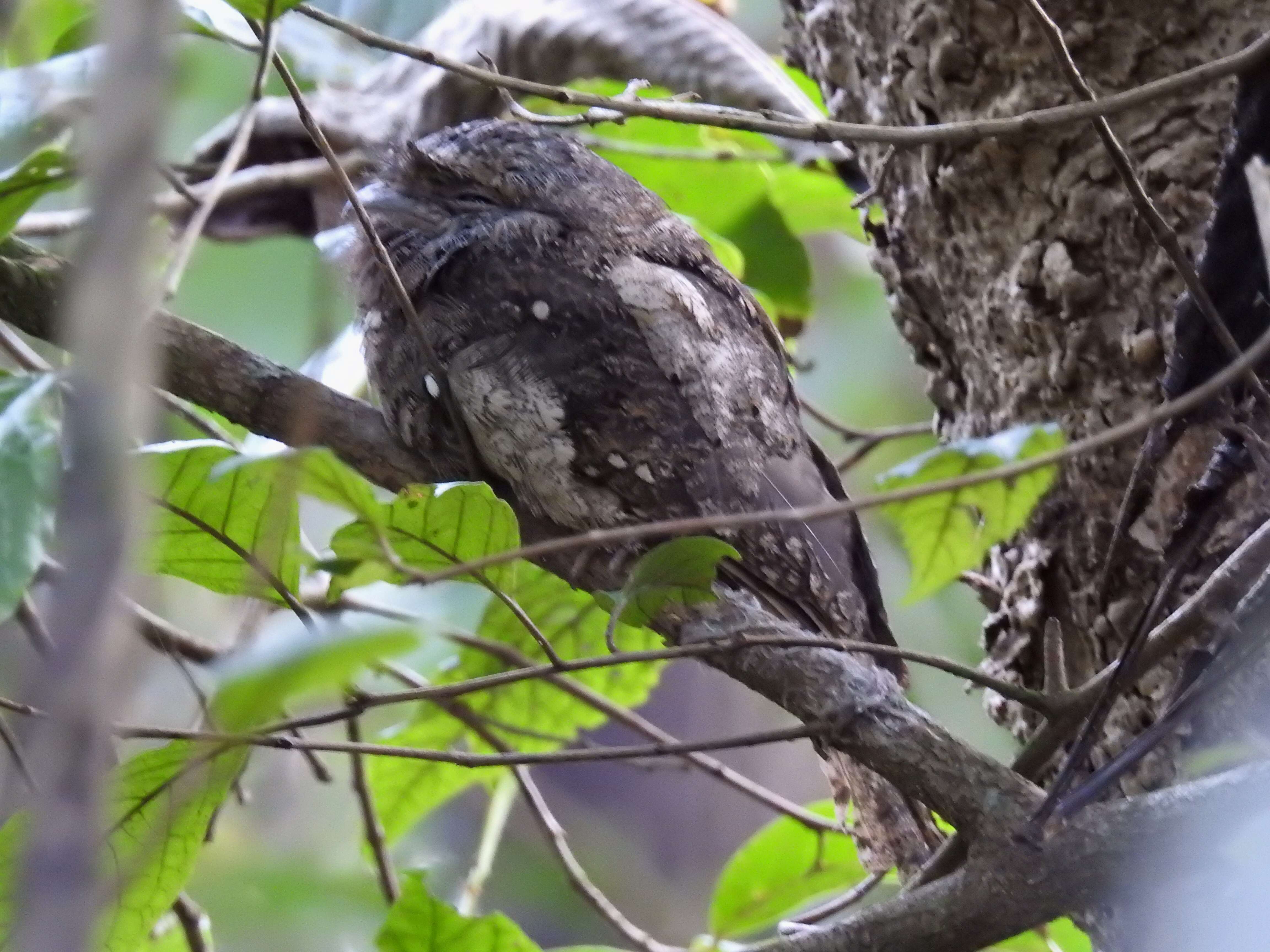 Image of Ceylon Frogmouth