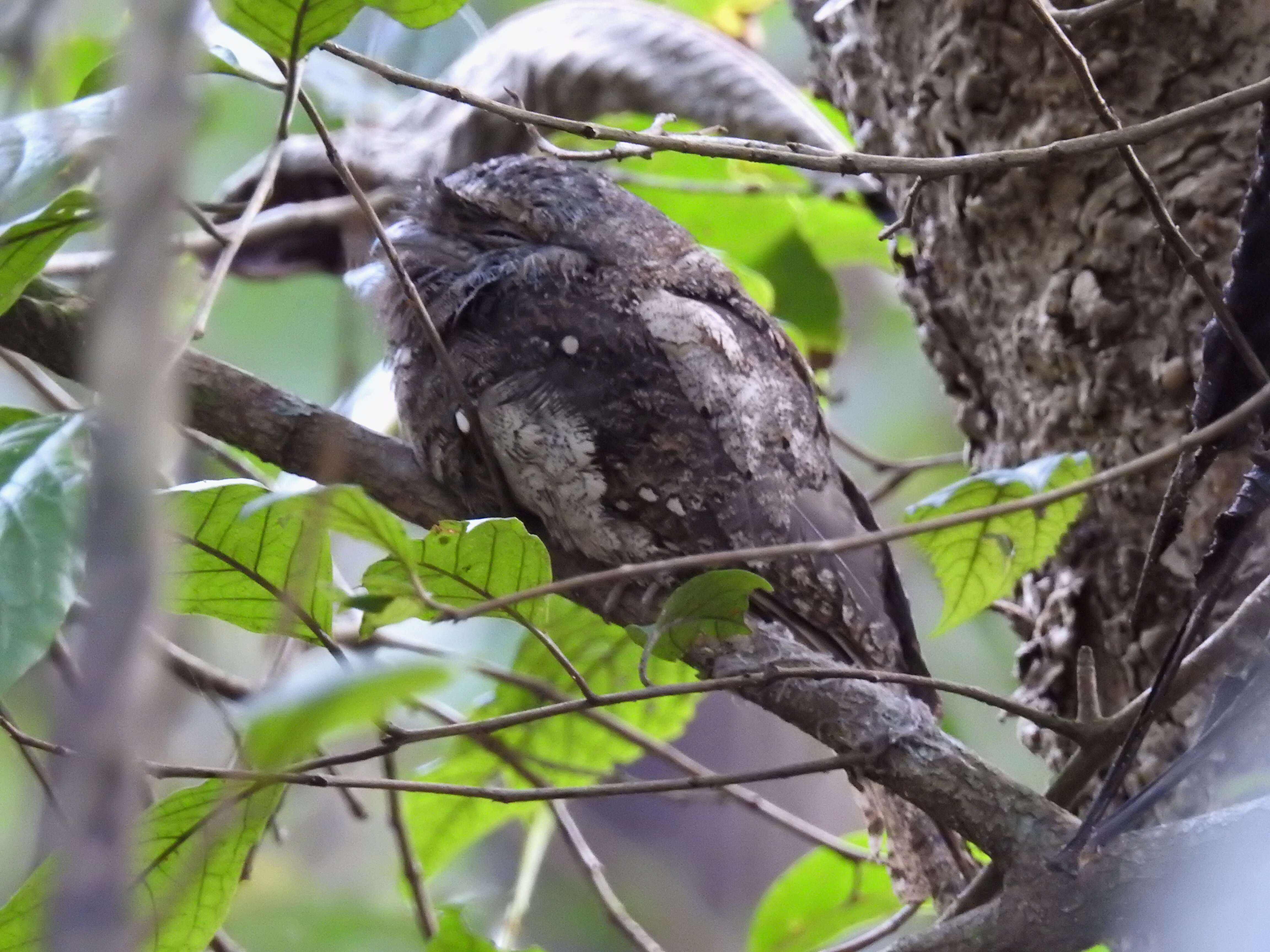 Image of Ceylon Frogmouth